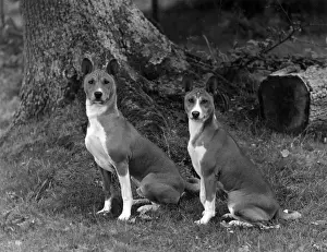 Champions Prints: FALL / BASENJI / PAIR / 1938