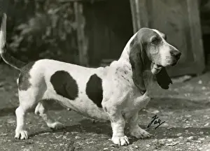 Grim Prints: FALL / BASSETT HOUND / 1946
