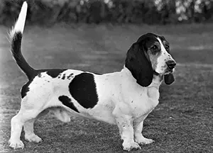 Grim Prints: FALL / BASSETT HOUND / 1949