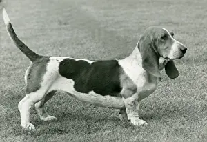 Grim Prints: FALL / BASSETT HOUND / 1952