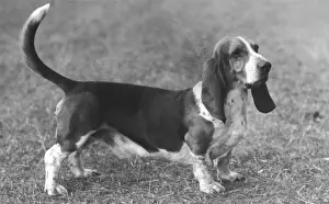Grim Prints: Fall - Bassett Hound - 1960