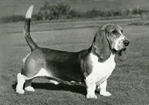 Bassett Prints: FALL / BASSETT HOUND / 1975
