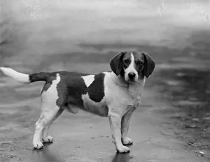Elms Prints: FALL / BEAGLE / 1932
