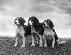 Chelmsford Gallery: FALL / BEAGLE / 1937