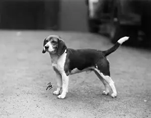 FALL / BEAGLE / 1938
