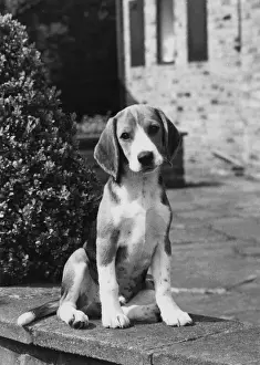 FALL / BEAGLE / 1967