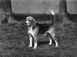 FALL / BEAGLE / 1968