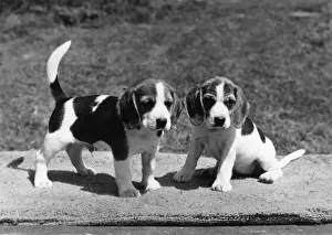FALL / BEAGLE / 1971