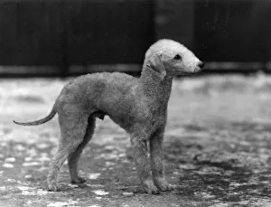 Carr Gallery: FALL / BEDLINGTON / 1932