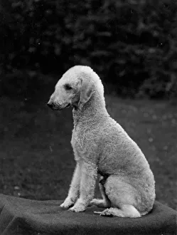 Breeds Collection: Fall / Bedlington / 1937