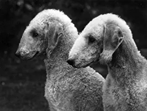 Terriers Prints: FALL / BEDLINGTON / 1937