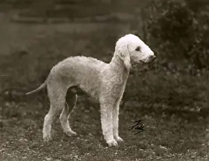 FALL / BEDLINGTON / 1938
