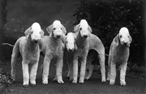 FALL / BEDLINGTON / 1938