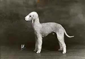 FALL / BEDLINGTON / 1946
