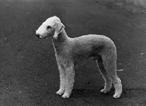 FALL / BEDLINGTON / 1954