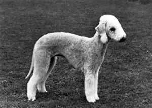 Owned Prints: FALL / BEDLINGTON / 1965