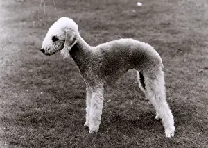 FALL / BEDLINGTON / 1970