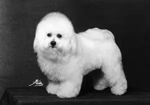 Leander Prints: FALL / BICHON FRISE / 1975