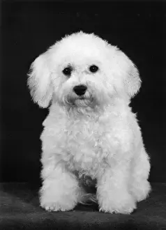 FALL / BICHON FRISE / 1975