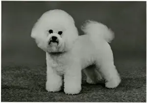 FALL / BICHON FRISE / 1990