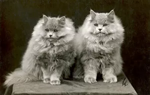 Cats Collection: Fall / Blue Persian Cats