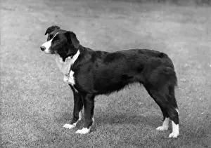 FALL / BORDER COLLIE / 1955