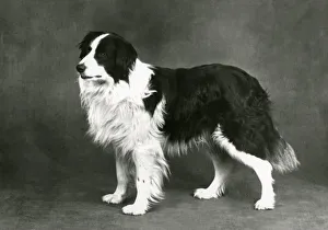 Images Dated 30th August 2018: FALL / BORDER COLLIE / 1962