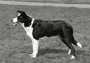 Images Dated 30th August 2018: FALL / BORDER COLLIE / 1967