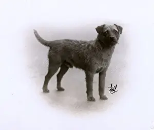 Adamson Prints: FALL / BORDER TERRIER / 1929