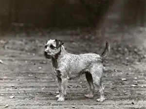 FALL / BORDER TERRIER / 1932
