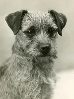 FALL / BORDER TERRIER / 1932