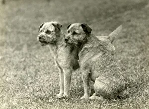 Images Dated 30th August 2018: FALL / BORDER TERRIER / 1938