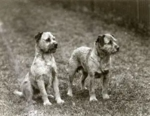 FALL / BORDER TERRIER / 1938