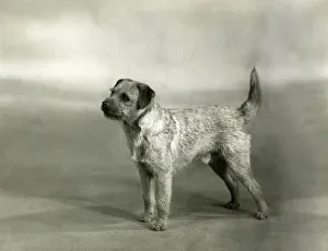 Hammond Collection: FALL / BORDER TERRIER / 1940