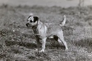 Mischief Prints: FALL / BORDER TERRIER / 1948