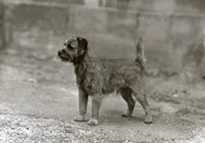 FALL / BORDER TERRIER / 1948
