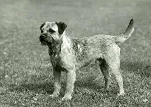 Images Dated 30th August 2018: FALL / BORDER TERRIER / 1958