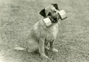 Images Dated 30th August 2018: FALL / BORDER TERRIER / 1960