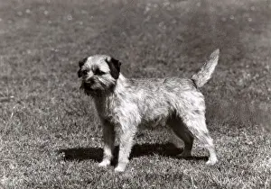 Quest Prints: FALL / BORDER TERRIER / 1966