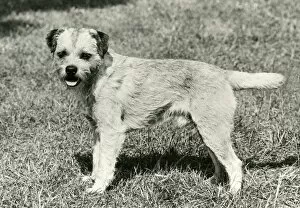 Images Dated 30th August 2018: FALL / BORDER TERRIER / 1973