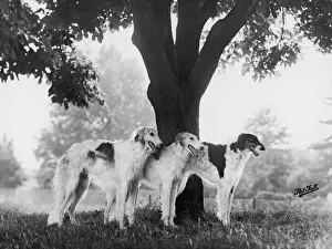 FALL / BORZOIS / BY A TREE