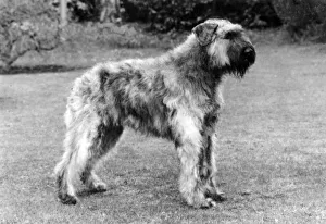 Flandre Gallery: FALL / BOUVIER DES FLANDRE