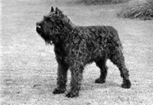 FALL / BOUVIER DES FLANDRE