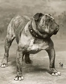 FALL / BULLDOG / 1907