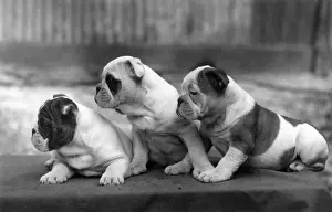 FALL / BULLDOG / 1938
