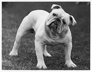 Renown Prints: Fall - Bulldog - 1939