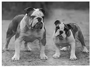 Unnamed Prints: Fall - Bulldog - 1946