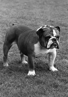 FALL / BULLDOG / 1974