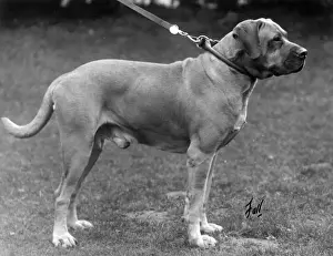 FALL / BULLMASTIFF / 1930