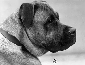 FALL / BULLMASTIFF / 1933